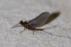 Eintagsfliege - Ephemeroptera