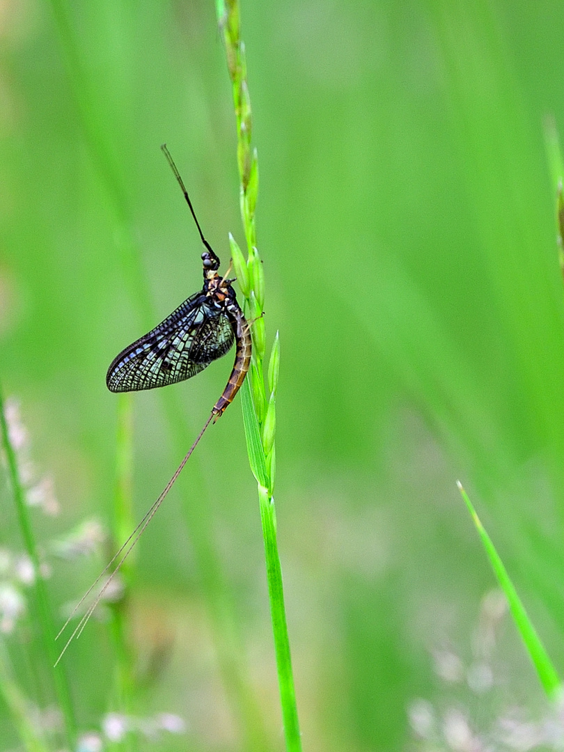 Eintagsfliege (Ephemeroptera), Mayfly, Efemerópteros