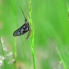 Eintagsfliege (Ephemeroptera), Mayfly, Efemerópteros