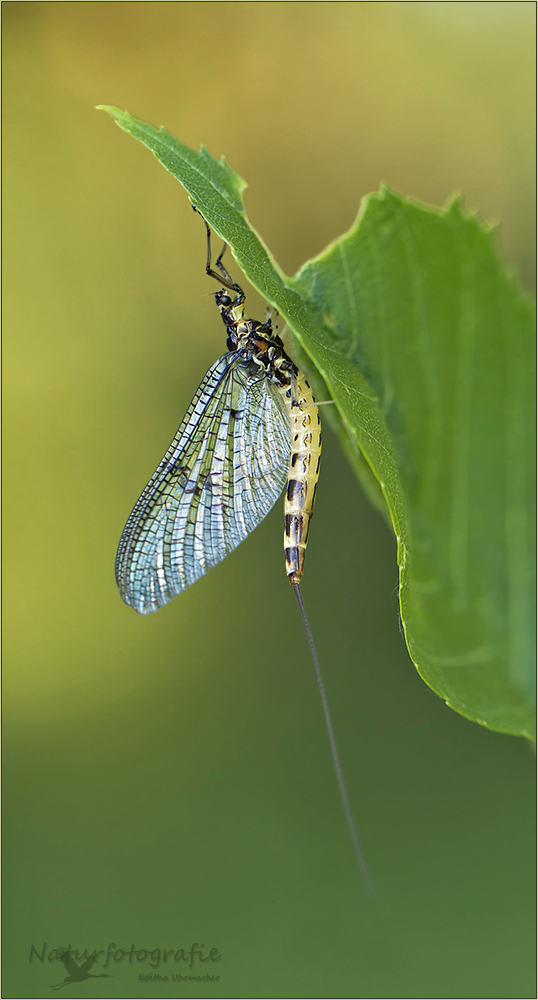 eintagsfliege ( epheneroptera )