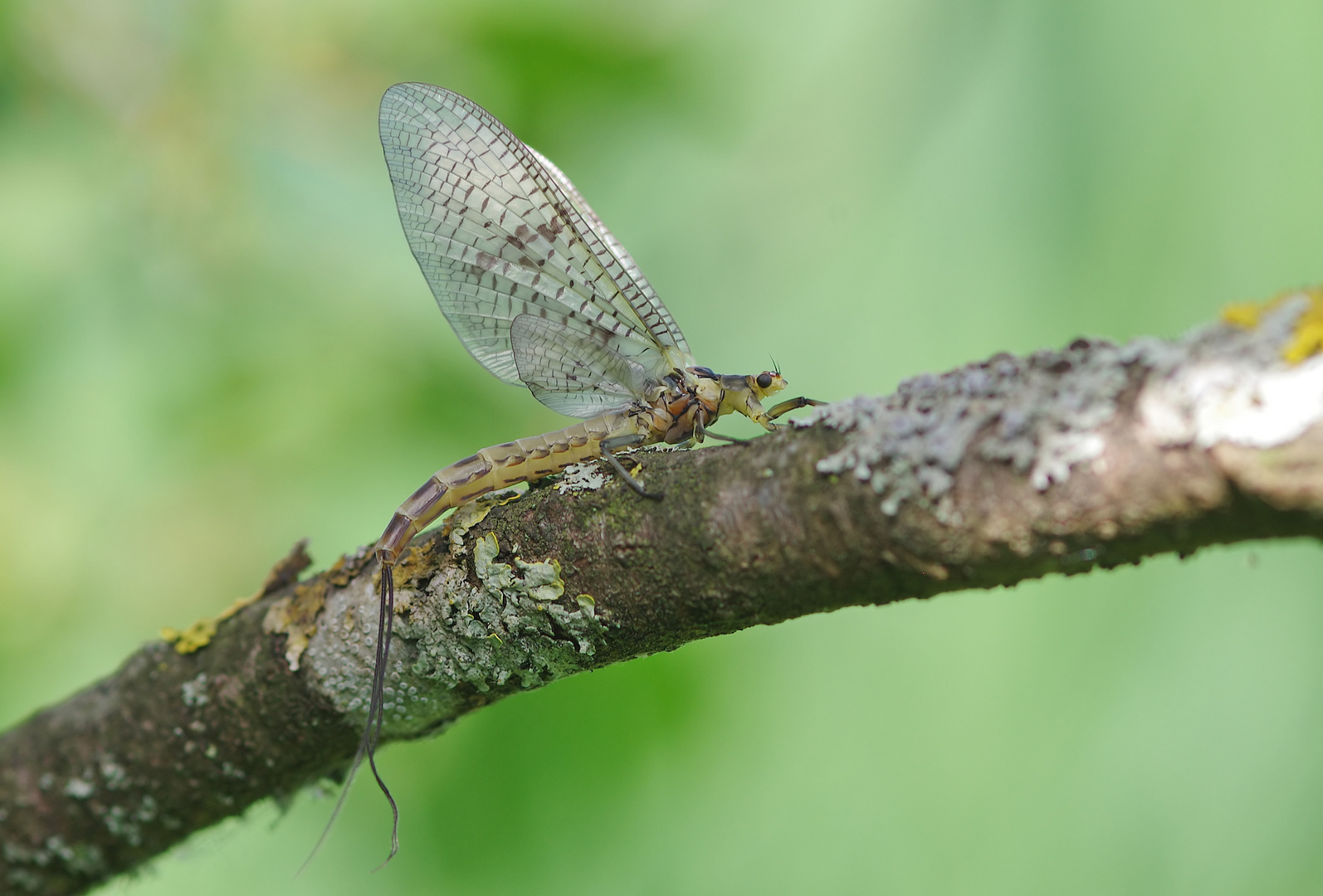 Eintagsfliege Foto & Bild makro, natur, insekten Bilder auf