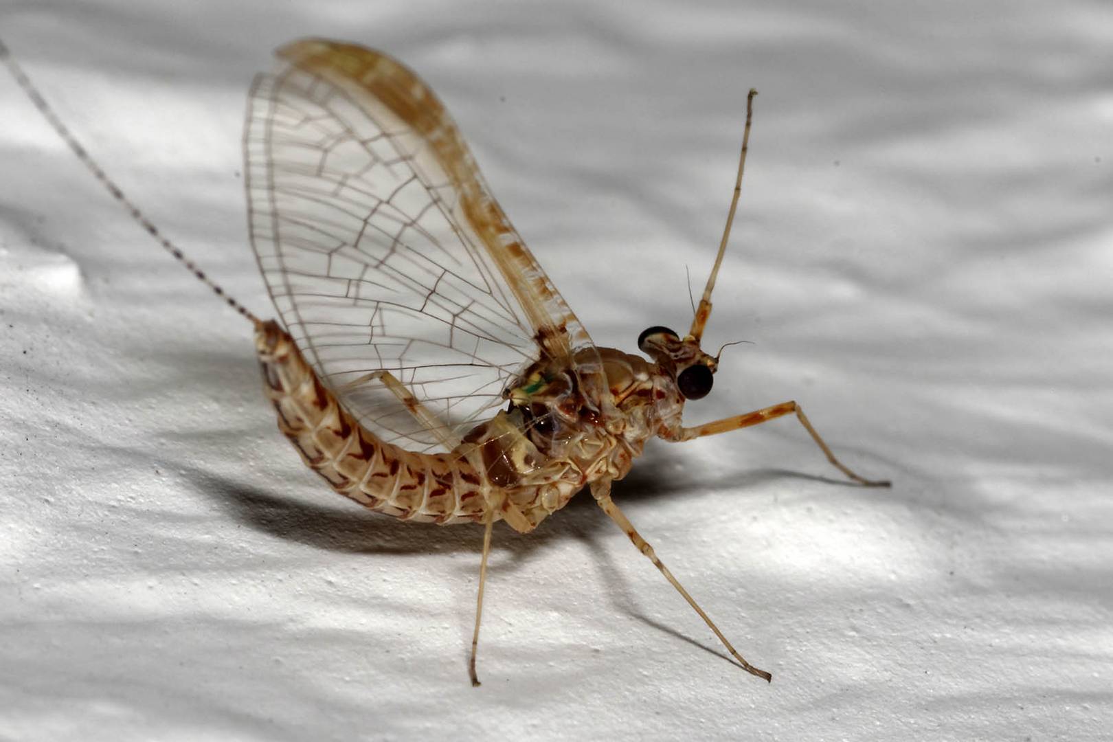 Eintagsfliege Foto & Bild tiere, wildlife, insekten Bilder auf