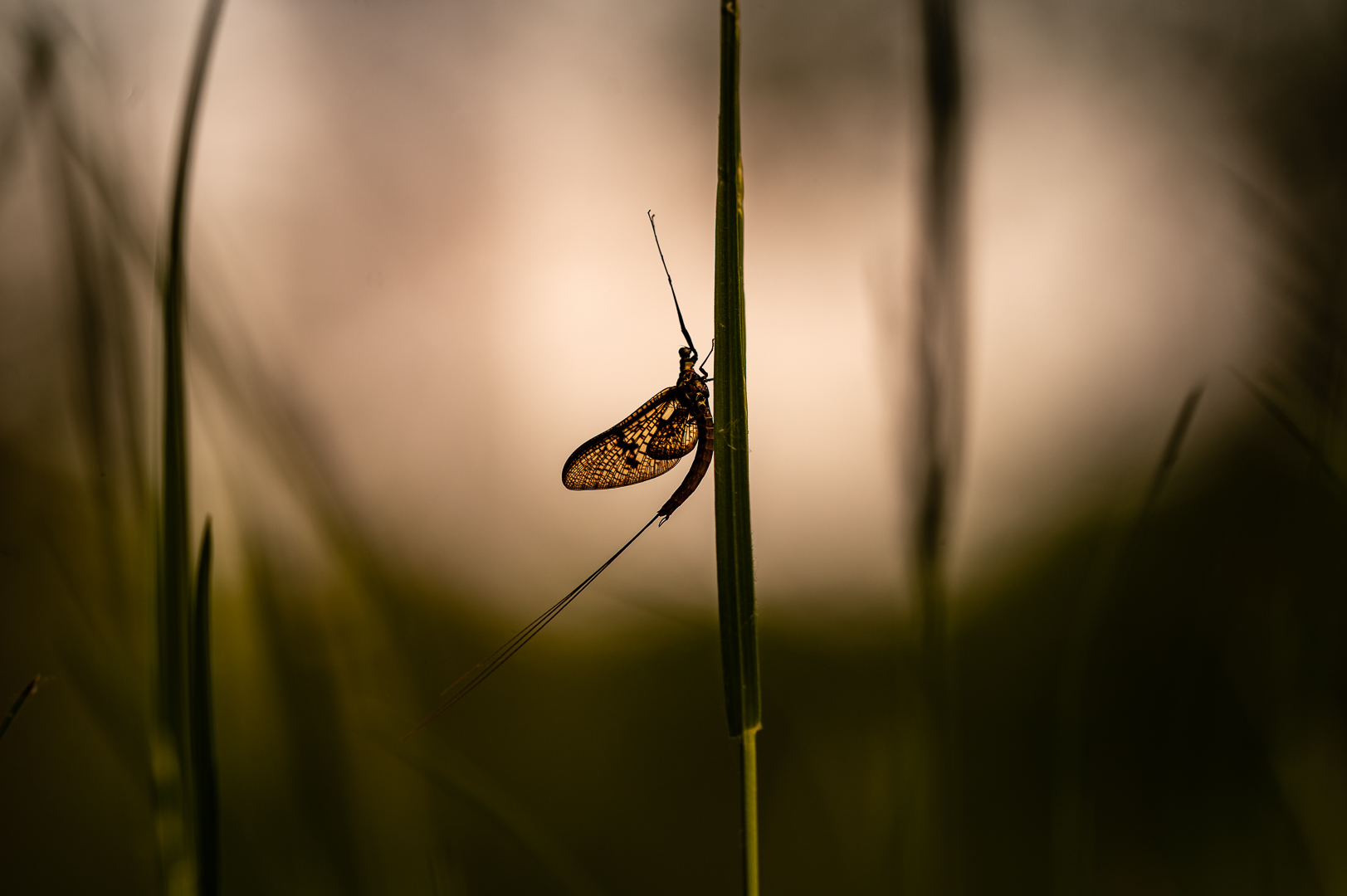 Eintagsfliege im Gegenlicht.