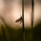 Eintagsfliege im Gegenlicht.