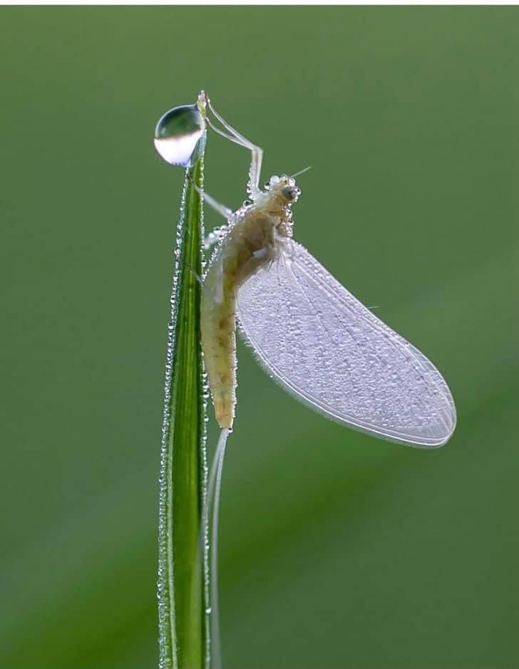 Eintagsfliege im Morgentau