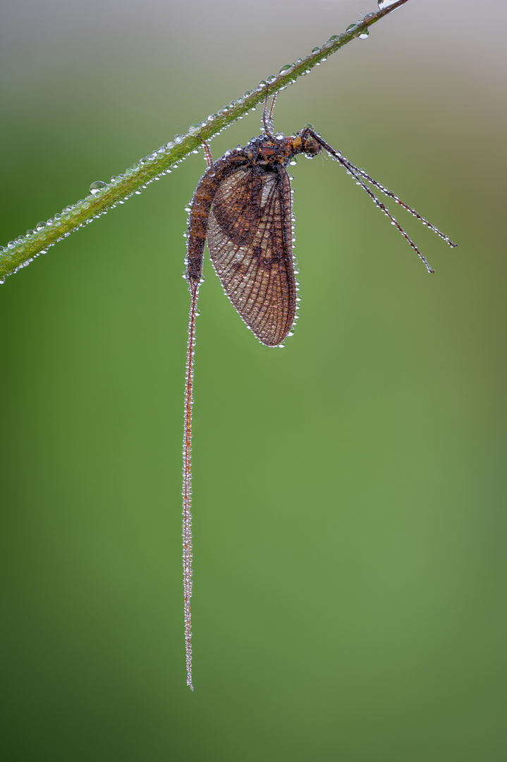 Eintagsfliege im Morgentau