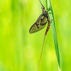 Eintagsfliege im Sonnenschein