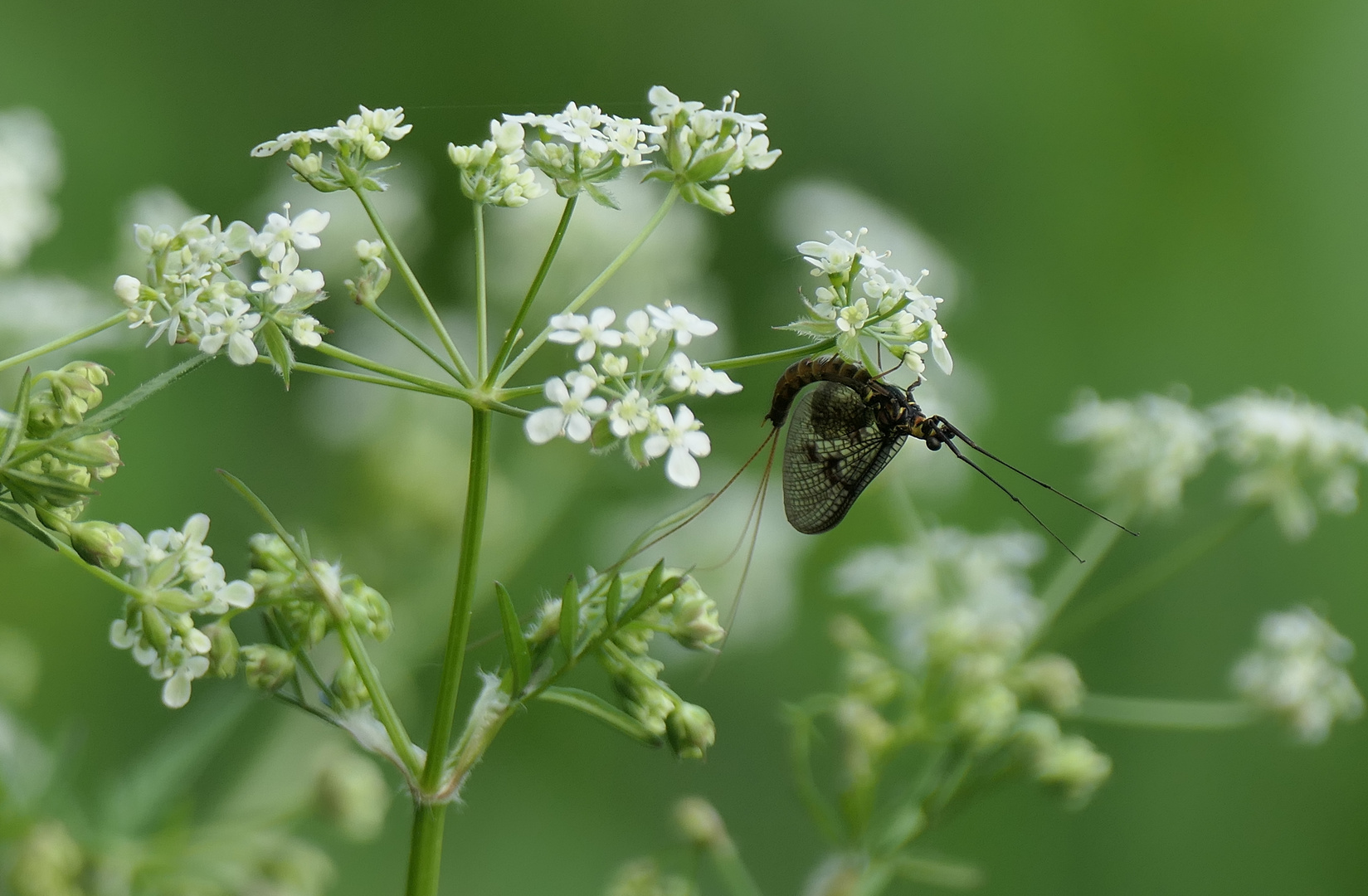 Eintagsfliege im Wind