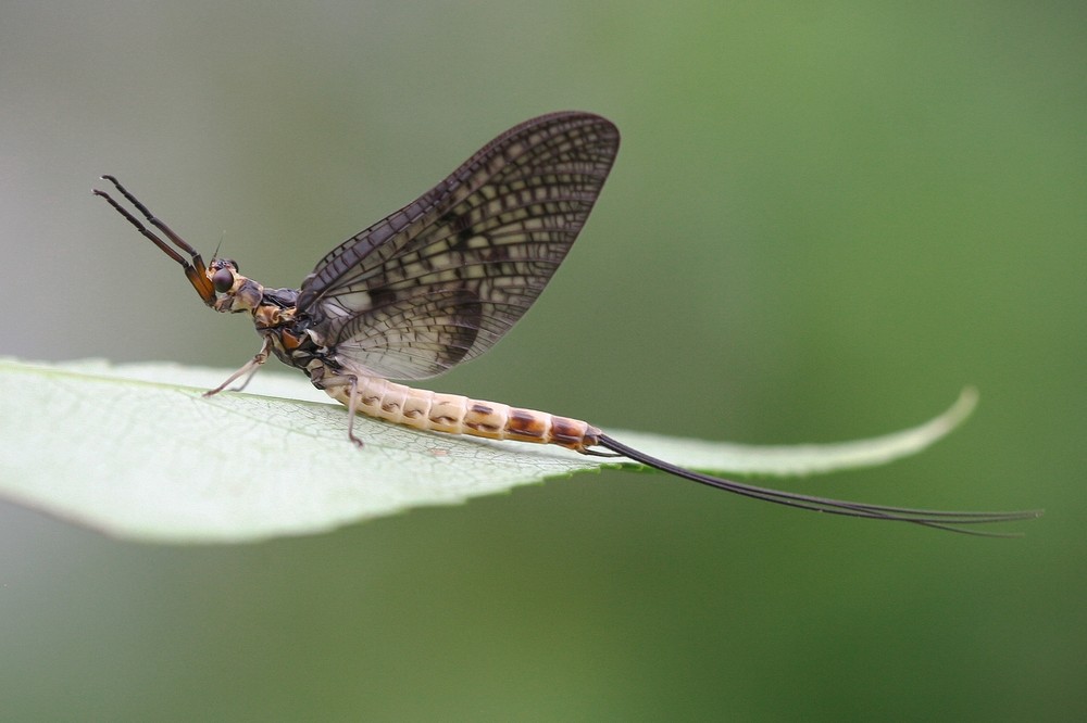 eintagsfliege (imago)