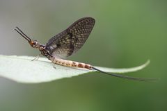 eintagsfliege (imago)