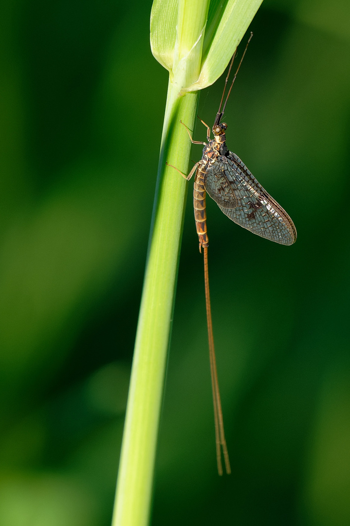 Eintagsfliege in den Lechauen