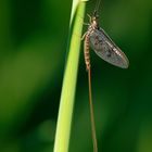 Eintagsfliege in den Lechauen