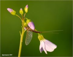 eintagsfliege in der frühlingswiese....