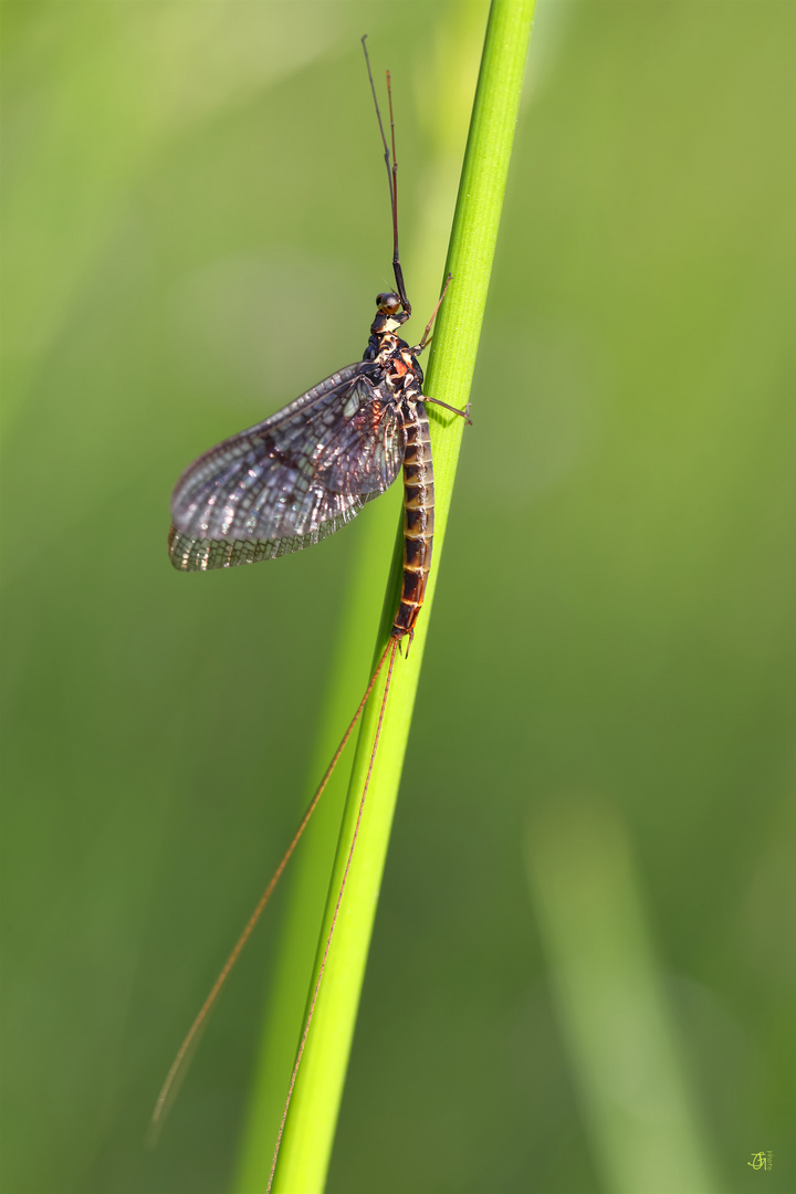 Eintagsfliege in der Schunteraue