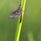 Eintagsfliege in der Schunteraue