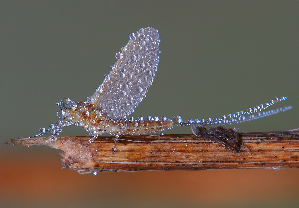 Eintagsfliege in Morgentau