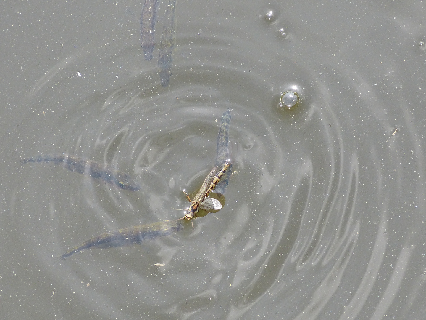 Eintagsfliege - kaum geschlüpft schon Fischfutter