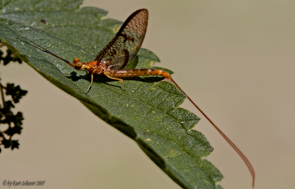 Eintagsfliege mal groß