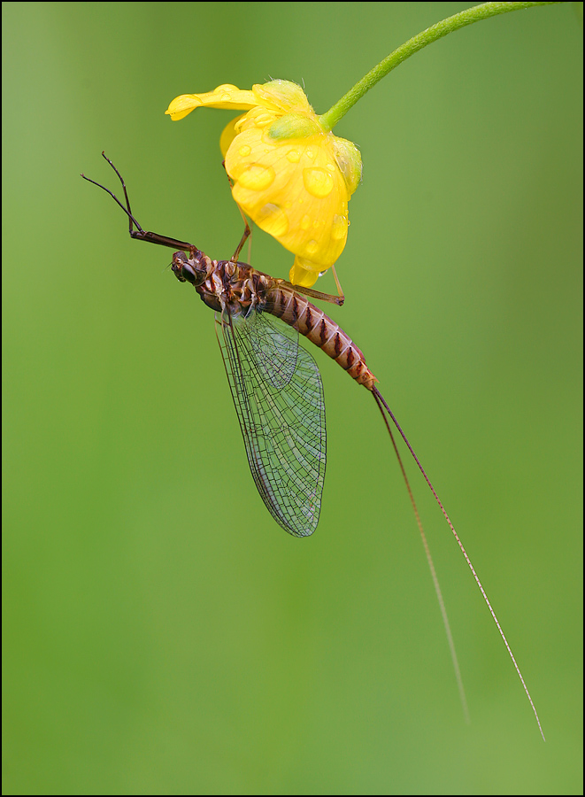 Eintagsfliege nach dem Regen