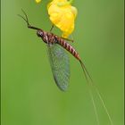 Eintagsfliege nach dem Regen