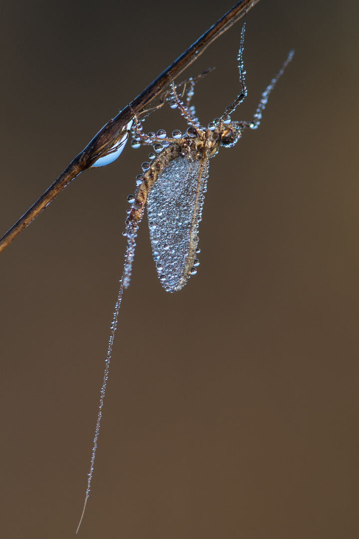 Eintagsfliege nach Morgenbad