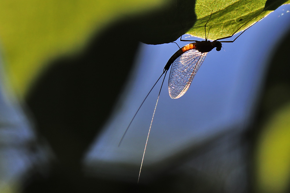 Eintagsfliege oben im Blattwerk