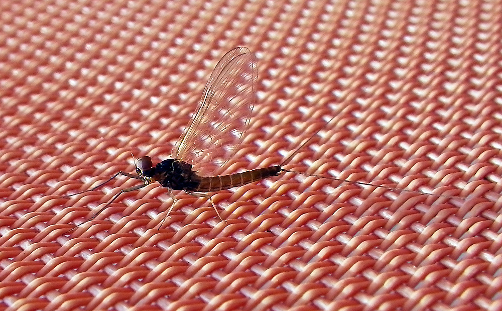 Eintagsfliege "Red Spinner", Baetis rhodani, imago, male