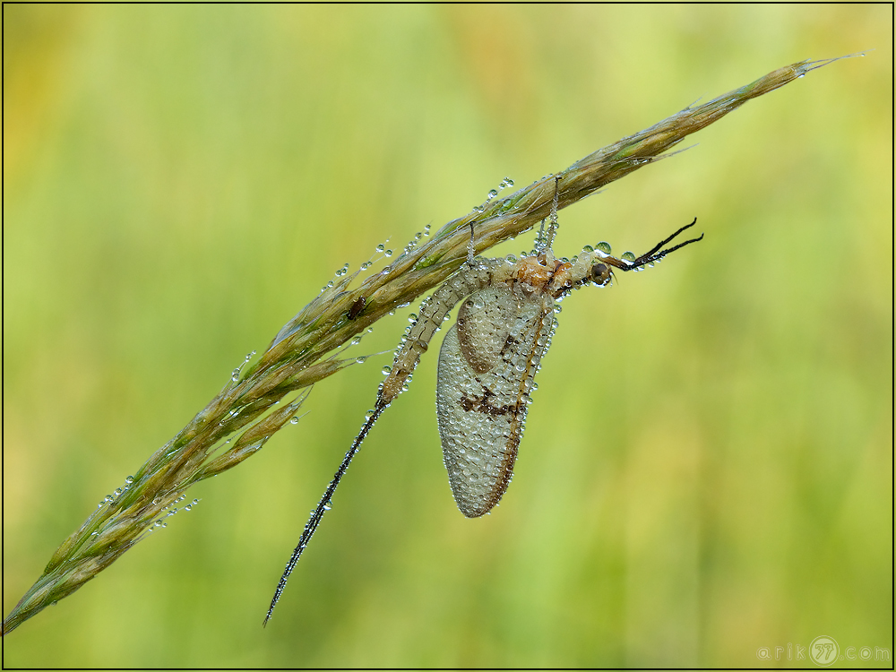 Eintagsfliege - Rhithrogena germanica