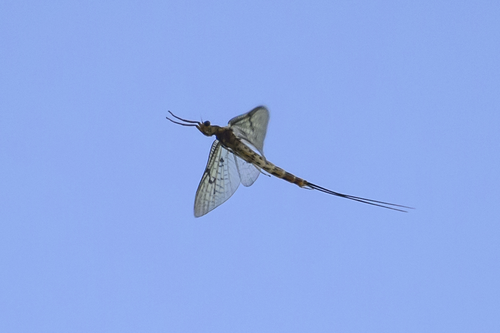 ...Eintagsfliege..Ephemeroptera im Flug