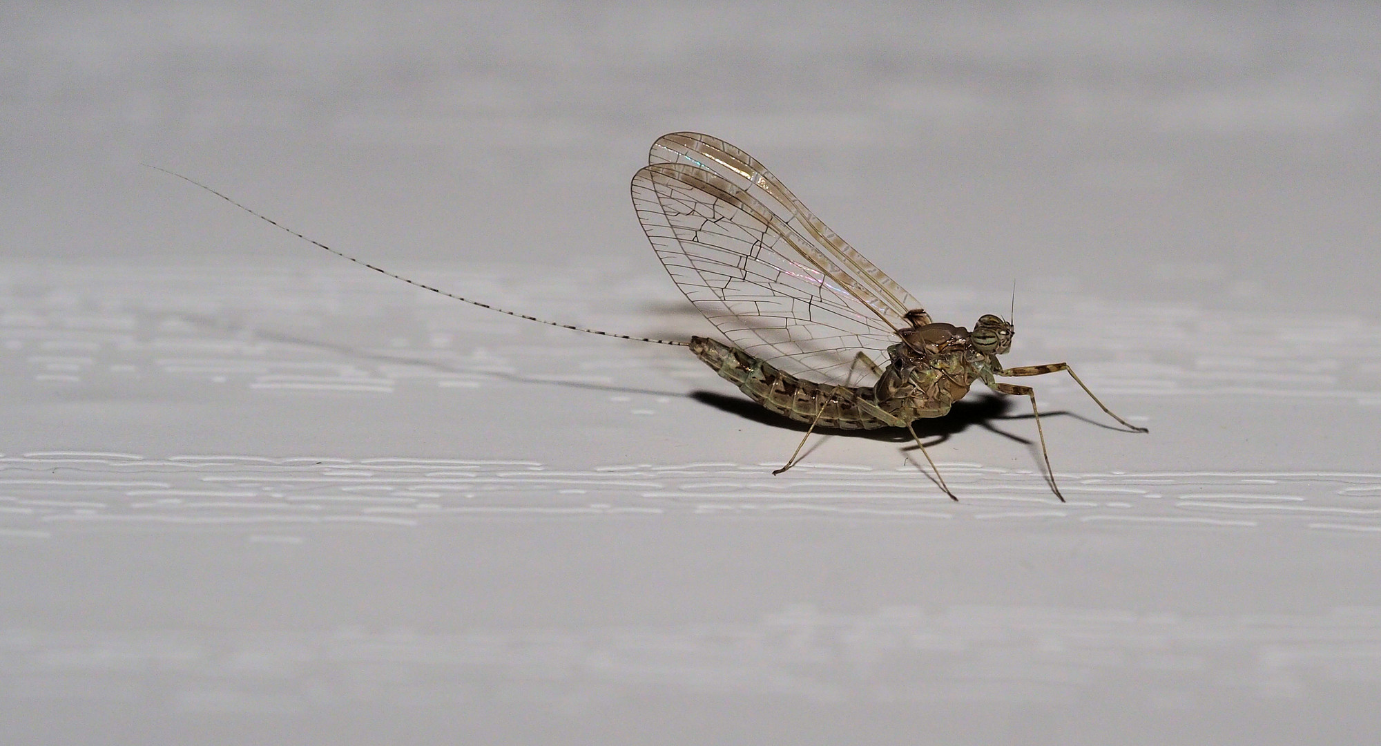 Eintagsfliege...hockt wieder mal in der Wohnung...