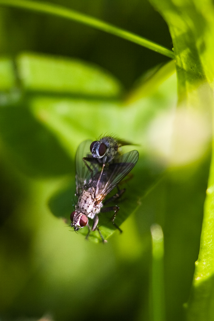 Eintagsfliegen Eintagsfliegen