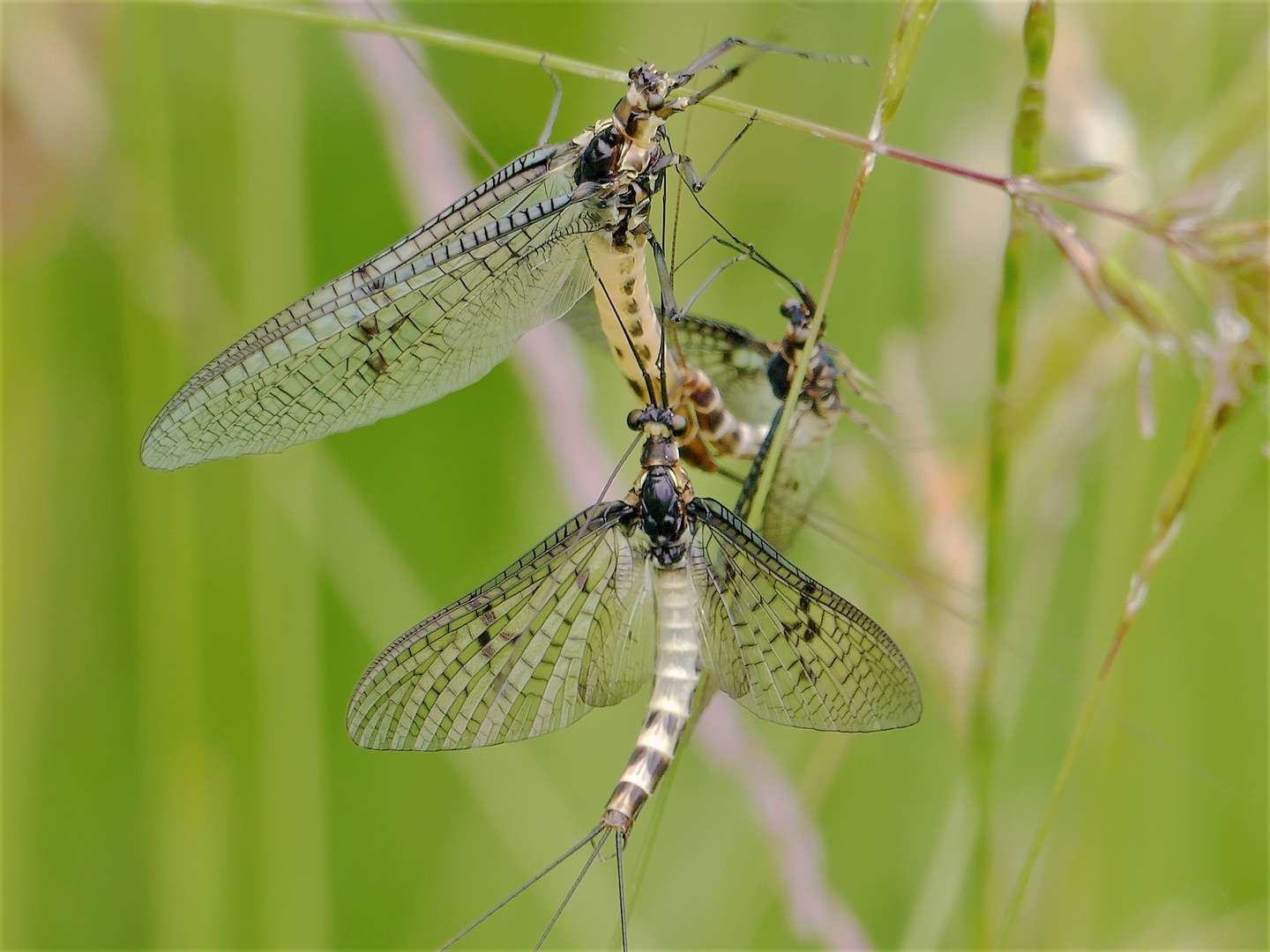 Eintagsfliegen auch Maifliege. (23.05.2015)