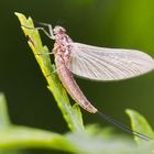  Eintagsfliegen (Ephemeroptera)