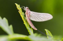  Eintagsfliegen (Ephemeroptera)