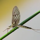 Eintagsfliegen (Ephemeroptera)