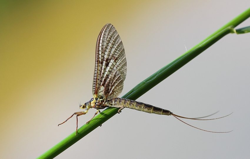 Eintagsfliegen (Ephemeroptera)