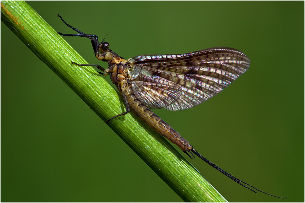 Eintagsfliegen Eintagsfliegen