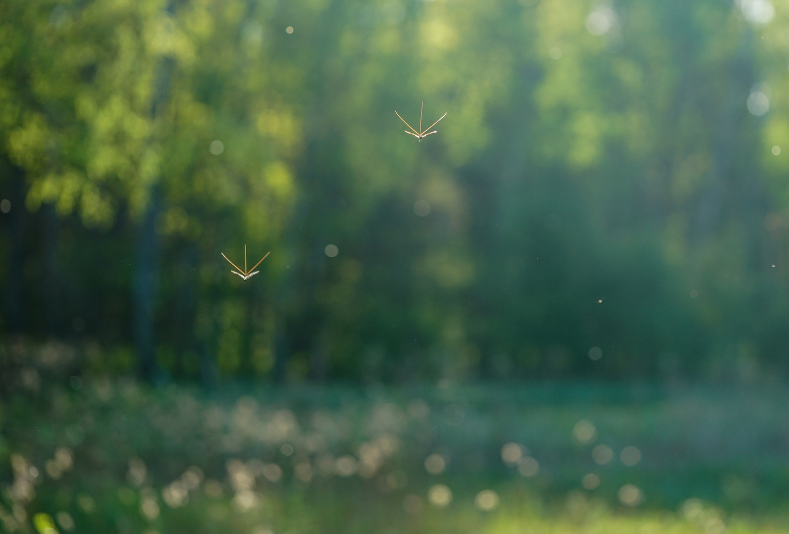 Eintagsfliegen im Flug 