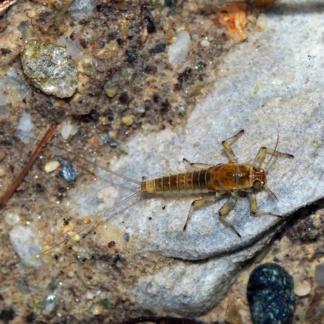 Eintagsfliegenlarve aus der Familie Baetidae! * 