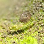 Eintagsfliegenlarve im Ryck