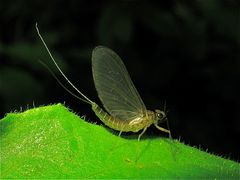 Eintagsfliegenweibchen, Düsseldorf-Garath, 18.7.2012