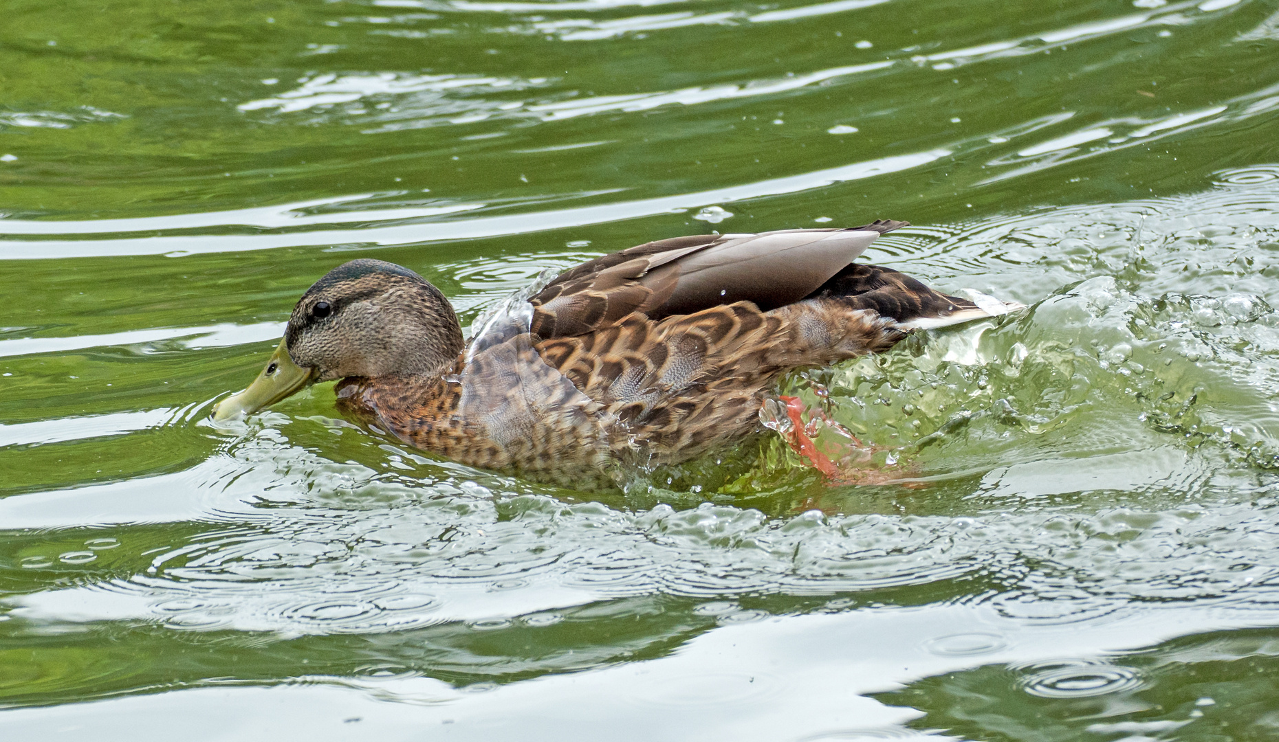 Eintauchen 1-1