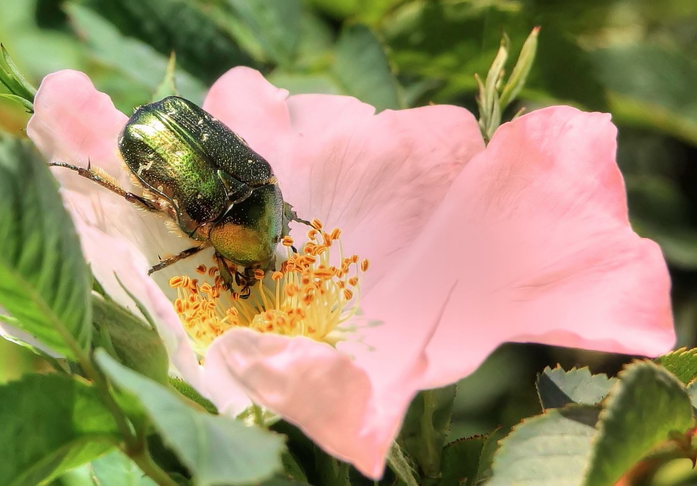 Eintauchen in das Rosenglück!