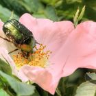 Eintauchen in das Rosenglück!