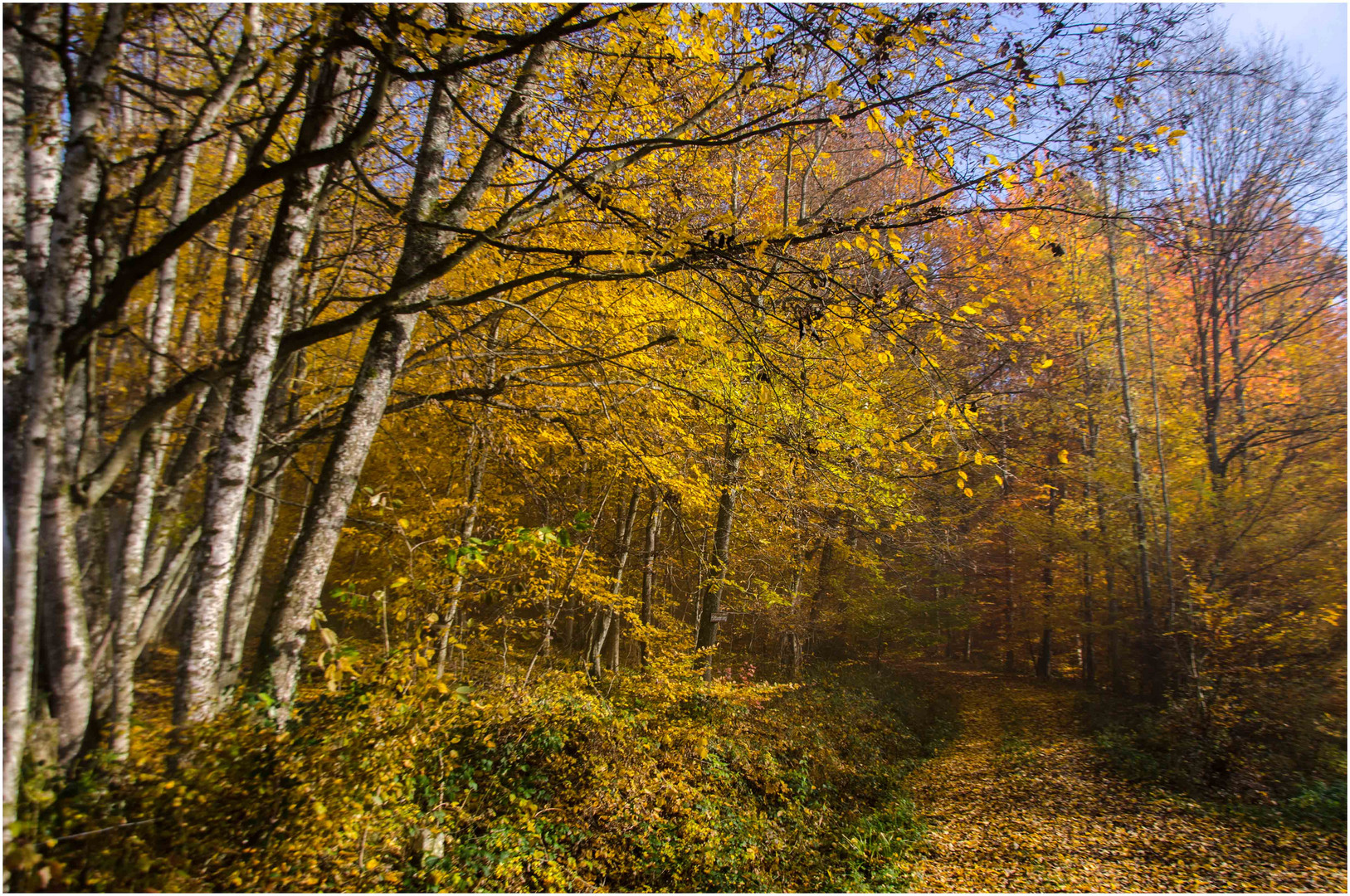 Eintauchen in die Herbstfarben