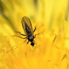 Eintauchen in ein gelbes Blütenmeer