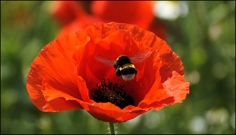 Eintauchen in rot I