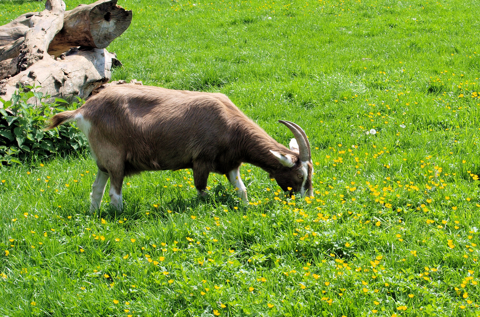 Eintauchen ins Gras