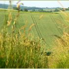 Eintauchen ins grüne Meer