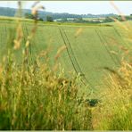 Eintauchen ins grüne Meer